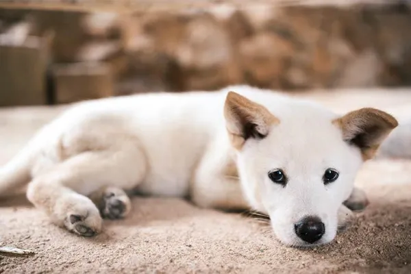 jindo-puppy.jpeg