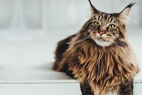 maine_coon_cat.jpeg